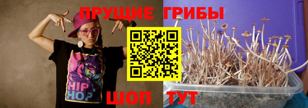 Галлюциногенные грибы Psilocybine cubensis  Вход с VPN  магазин продажи наркотиков  Галлюциногенные грибы Cubensis  Нальчик 